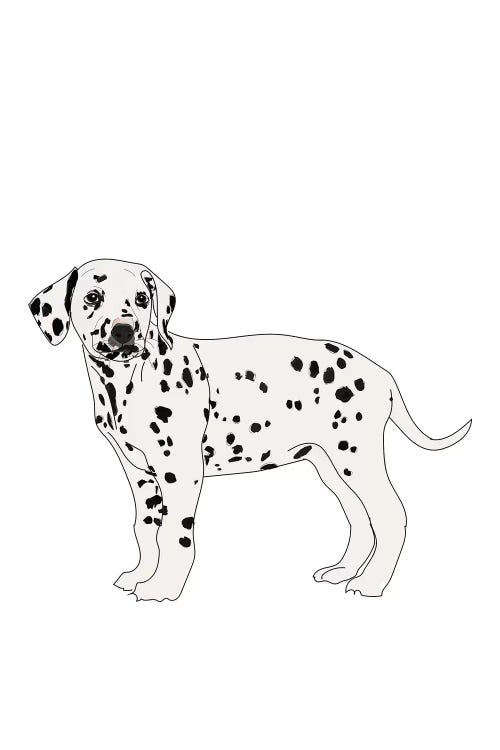 Dalmatian