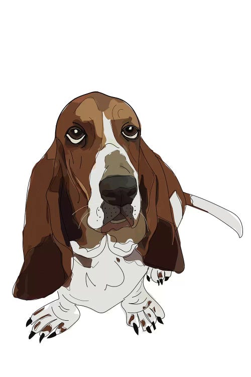 Basset Hound