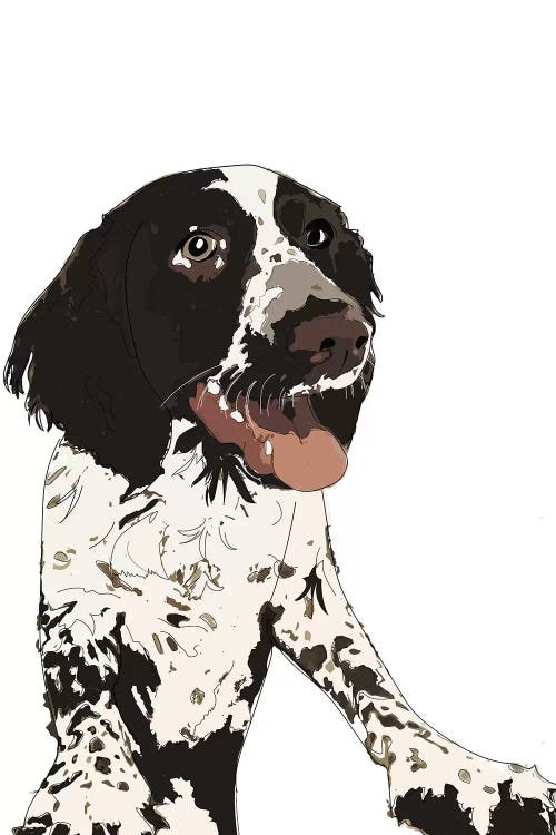 English Springer Spaniel II