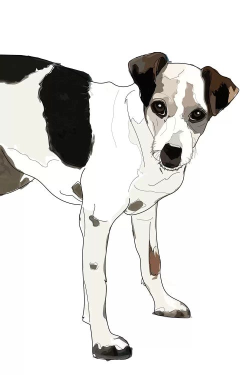 Jack Russell Terrier