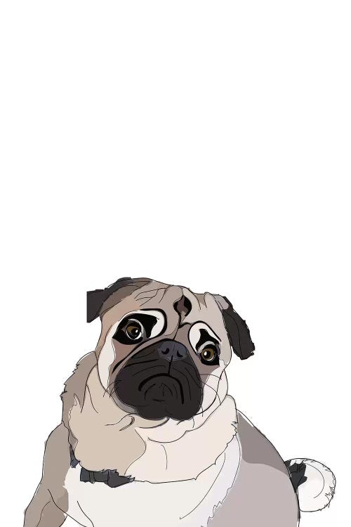 Pug