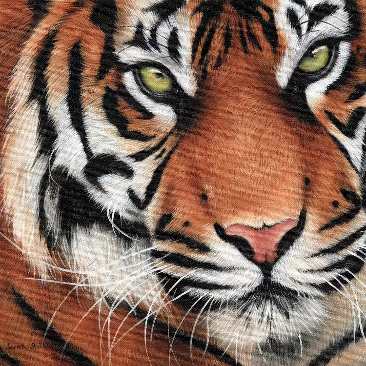 Tiger Close-Up II