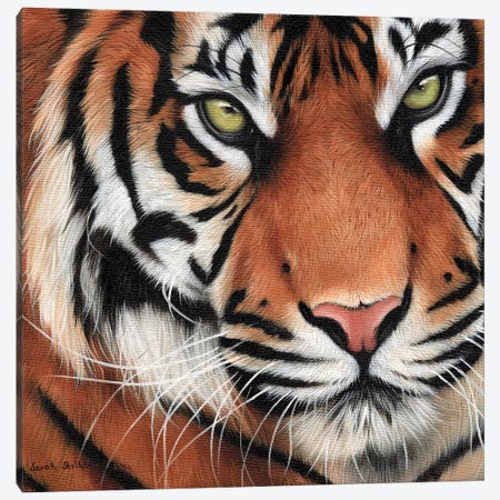 Tiger Close-Up II Canvas Print #SAS100} by Sarah Stribbling Canvas Art