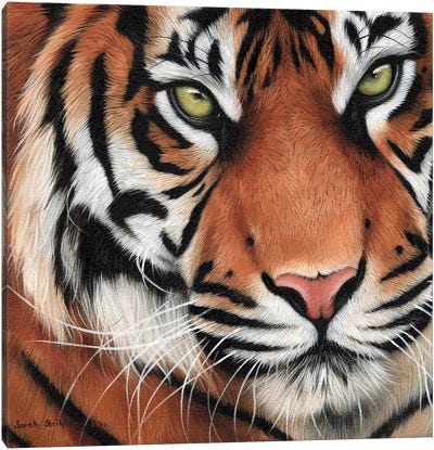 Tiger Close-Up II Canvas Art Print - Sarah Stribbling