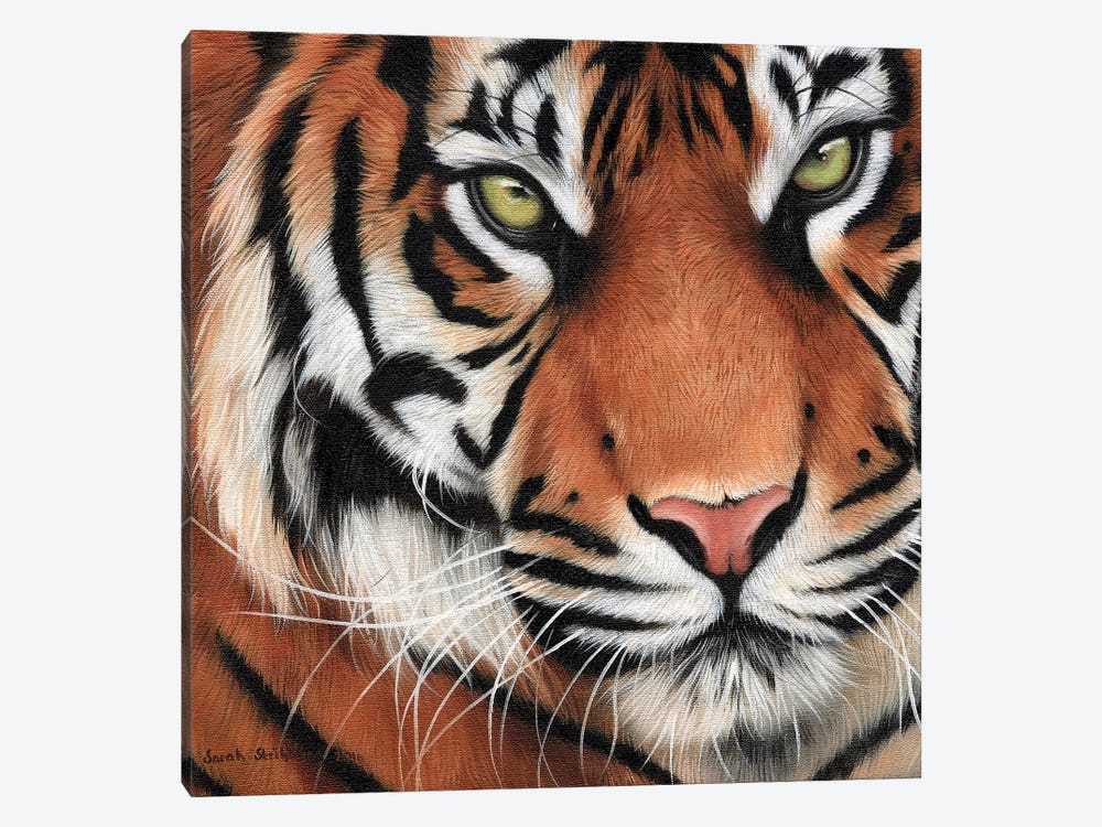 Tiger Close-Up II by Sarah Stribbling 1-piece Canvas Art
