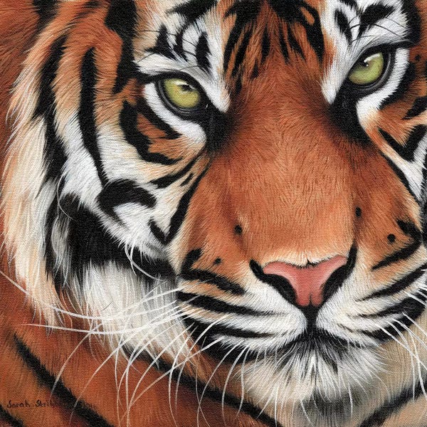 Tigers: Tiger Close-Up II by Sarah Stribbling