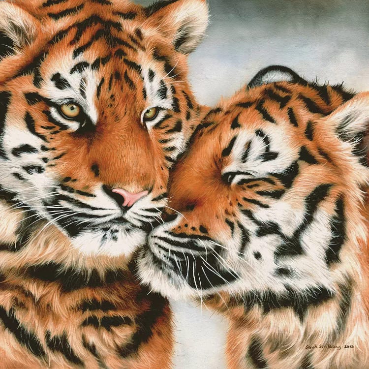 Tiger Cubs Snuggle