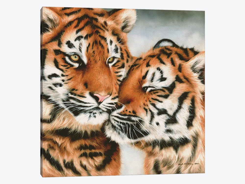 Tiger Cubs Snuggle by Sarah Stribbling 1-piece Art Print