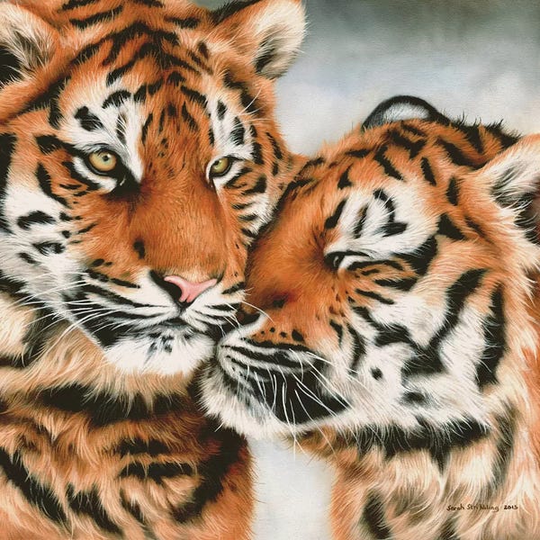 Tiger Cubs Snuggle