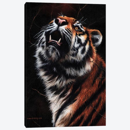 Tiger II Canvas Print #SAS103} by Sarah Stribbling Canvas Wall Art