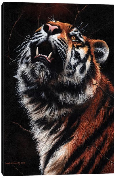Tiger II Canvas Art Print - Sarah Stribbling
