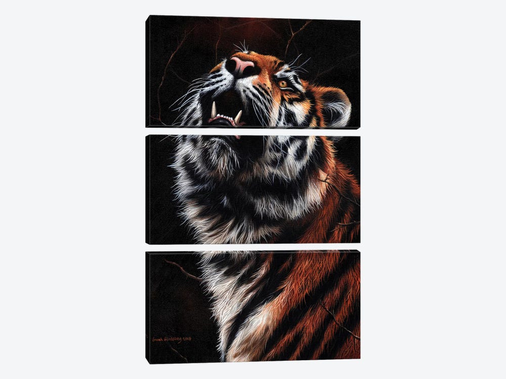 Tiger II by Sarah Stribbling 3-piece Canvas Print