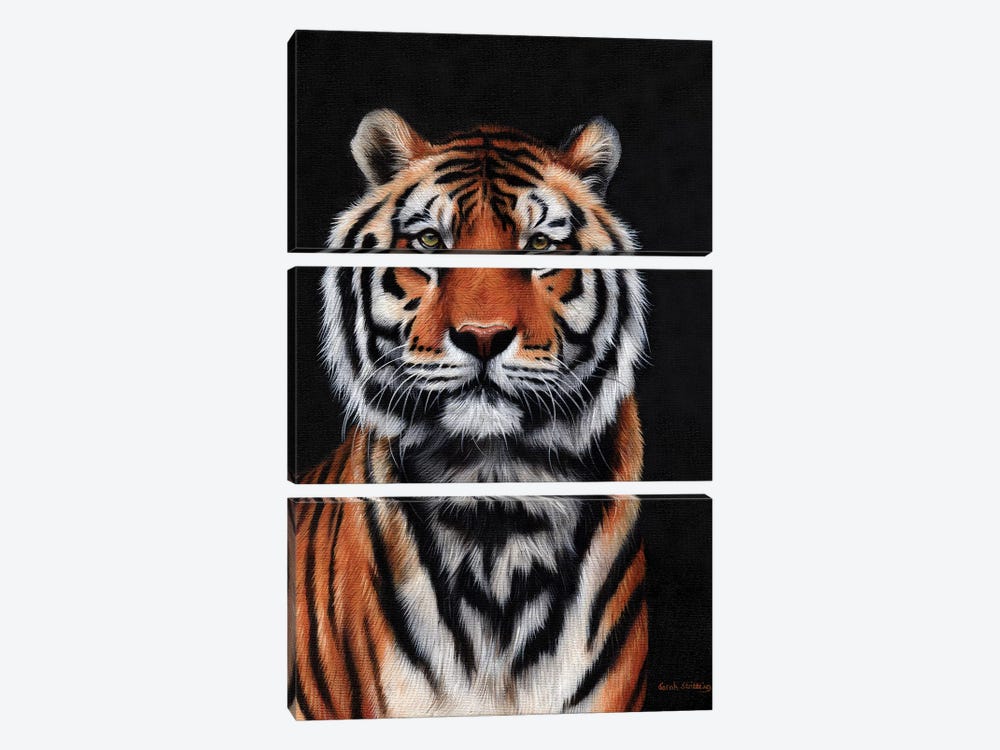 Tiger III by Sarah Stribbling 3-piece Canvas Artwork