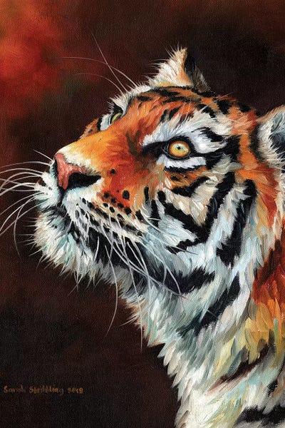 Tiger IV by Sarah Stribbling canvas print
