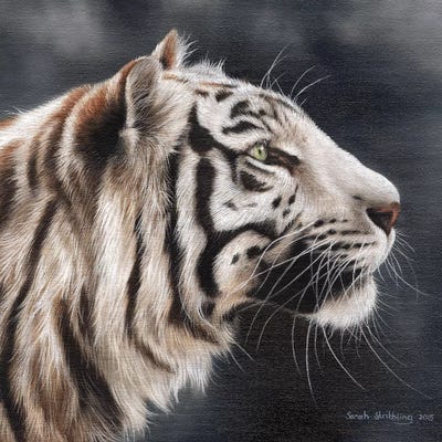 White Tiger I by Sarah Stribbling framed wall art
