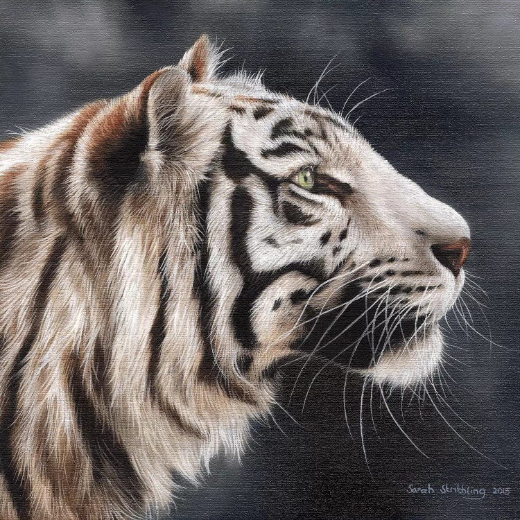 White Tiger I