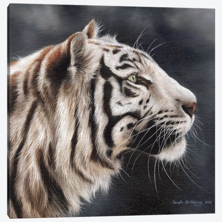 White Tiger I Canvas Print #SAS106} by Sarah Stribbling Canvas Art Print