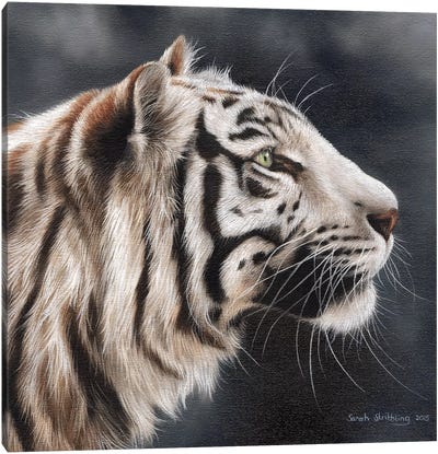 White Tiger I Canvas Art Print - Sarah Stribbling