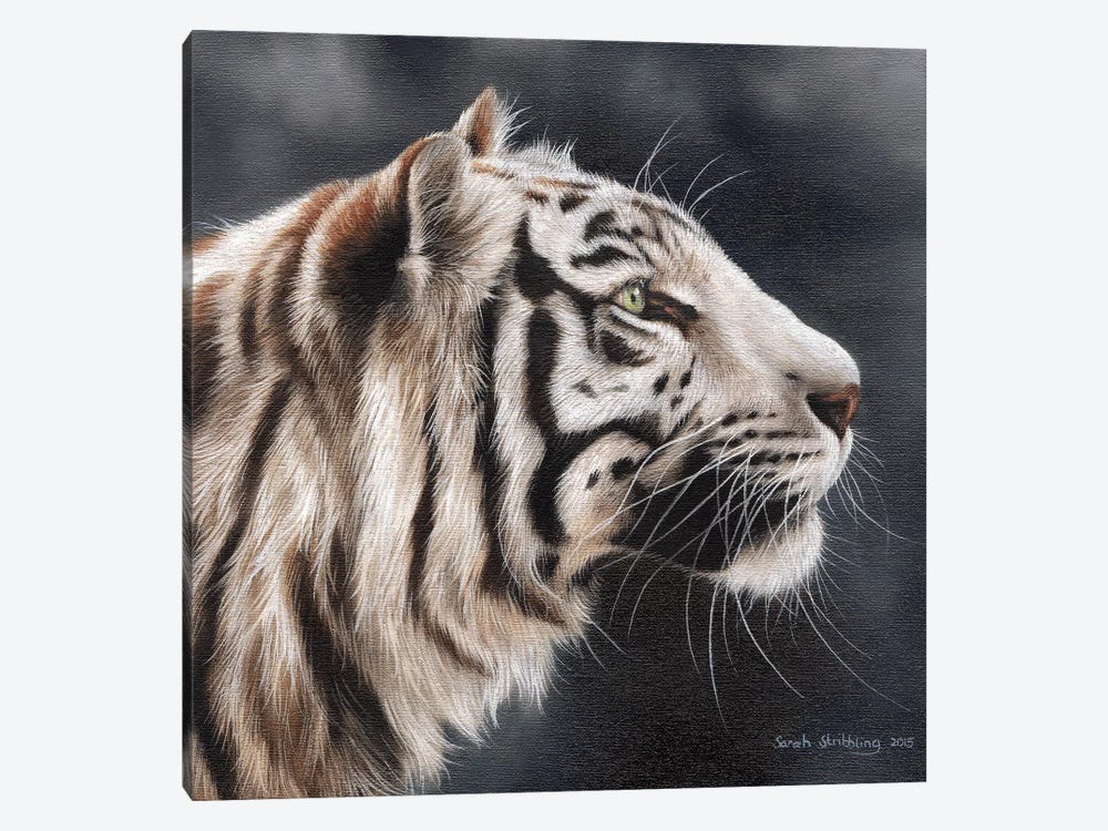 White Tiger I by Sarah Stribbling 1-piece Canvas Wall Art