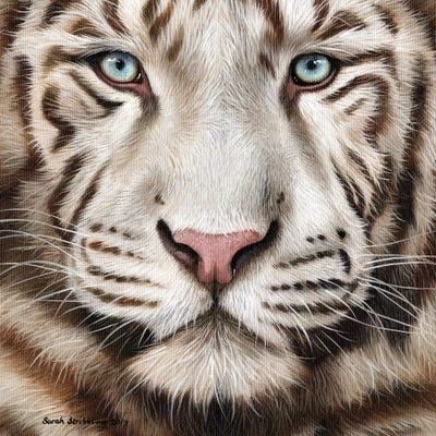 White Tiger II by Sarah Stribbling framed wall art