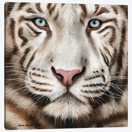 White Tiger II Canvas Print #SAS107} by Sarah Stribbling Art Print