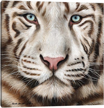 White Tiger II Canvas Art Print - Sarah Stribbling