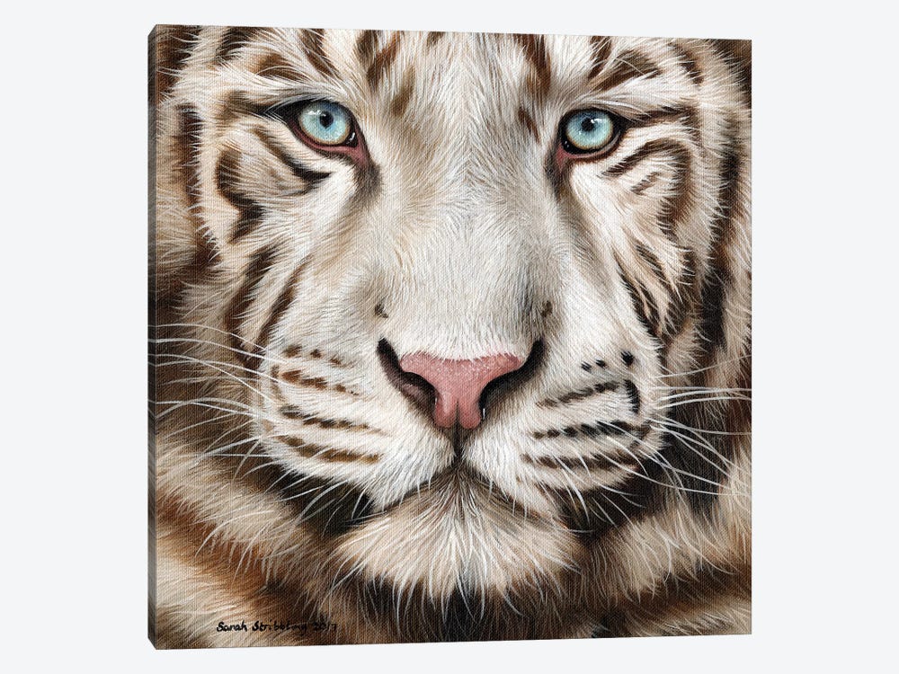 White Tiger II by Sarah Stribbling 1-piece Canvas Art Print