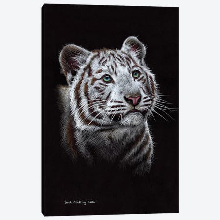 White Tiger III Canvas Print #SAS108} by Sarah Stribbling Canvas Artwork