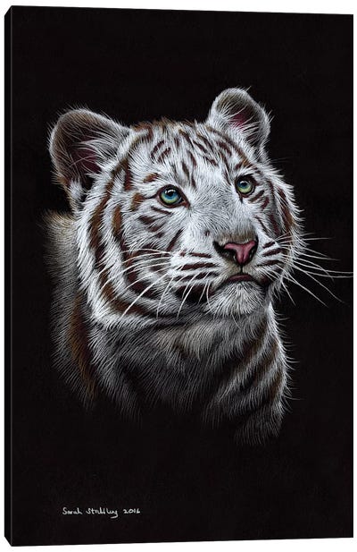 White Tiger III Canvas Art Print - Sarah Stribbling