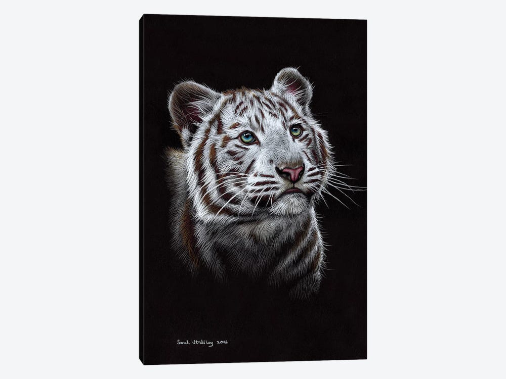 White Tiger III by Sarah Stribbling 1-piece Canvas Artwork