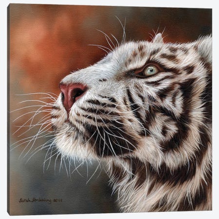 White Tiger IV Canvas Print #SAS109} by Sarah Stribbling Canvas Art