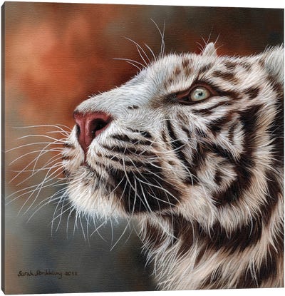 White Tiger IV Canvas Art Print - Sarah Stribbling