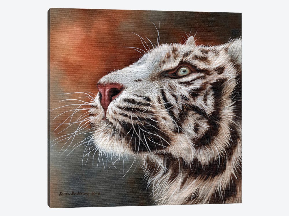 White Tiger IV by Sarah Stribbling 1-piece Canvas Print