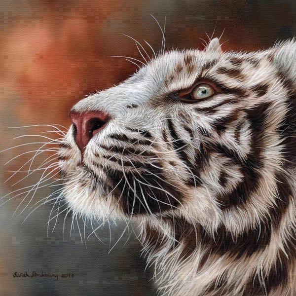 Tigers: White Tiger IV by Sarah Stribbling