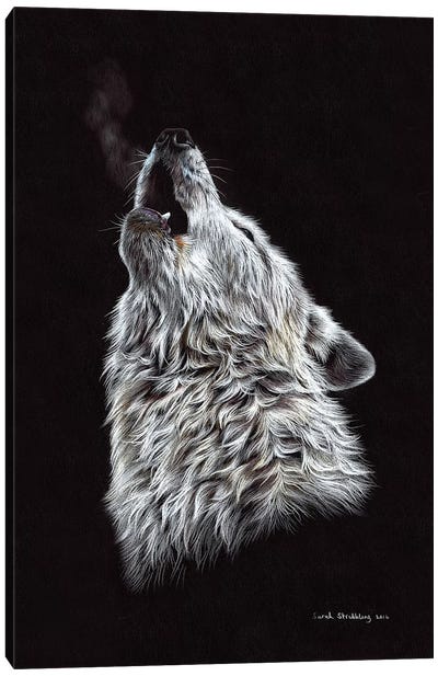 White Wolf Howling Canvas Art Print - Sarah Stribbling