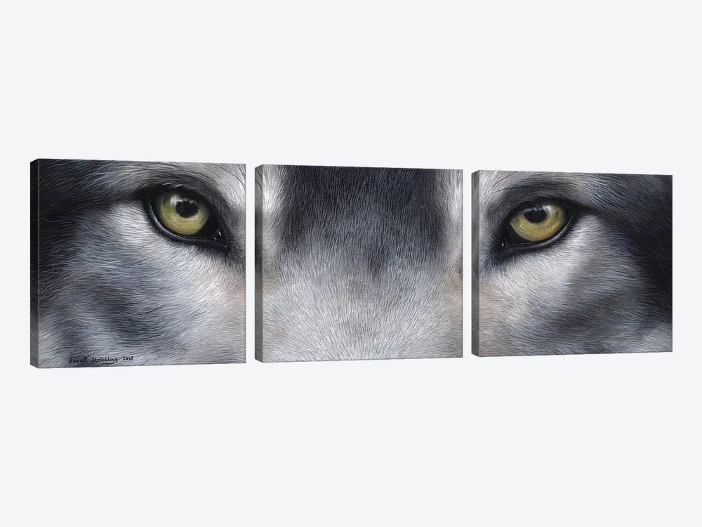 Wolf Eyes by Sarah Stribbling 3-piece Canvas Art Print