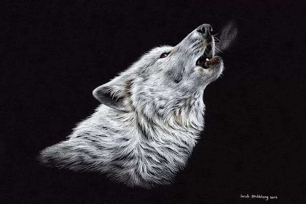 Wolves: Wolf Howling by Sarah Stribbling