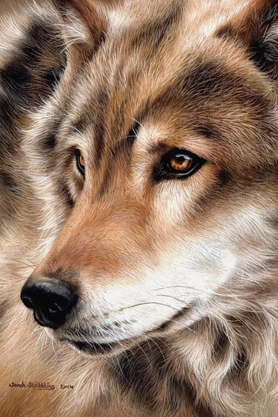 Wolf II by Sarah Stribbling framed wall art