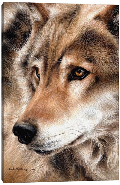 Wolf II Canvas Art Print - Sarah Stribbling