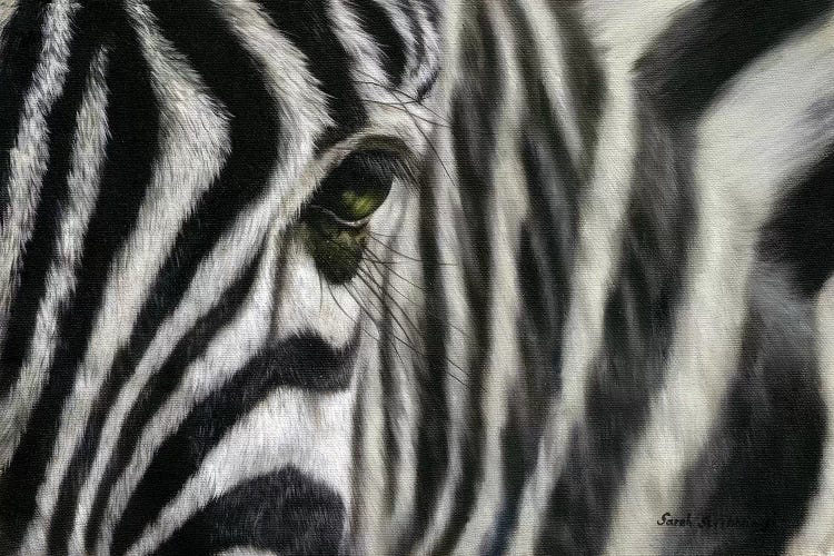 Zebra I