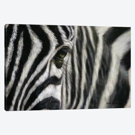 Zebra I Canvas Print #SAS117} by Sarah Stribbling Canvas Art