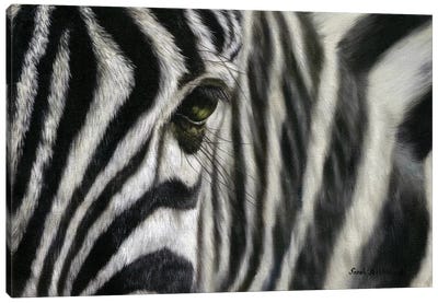 Zebra I Canvas Art Print - Sarah Stribbling