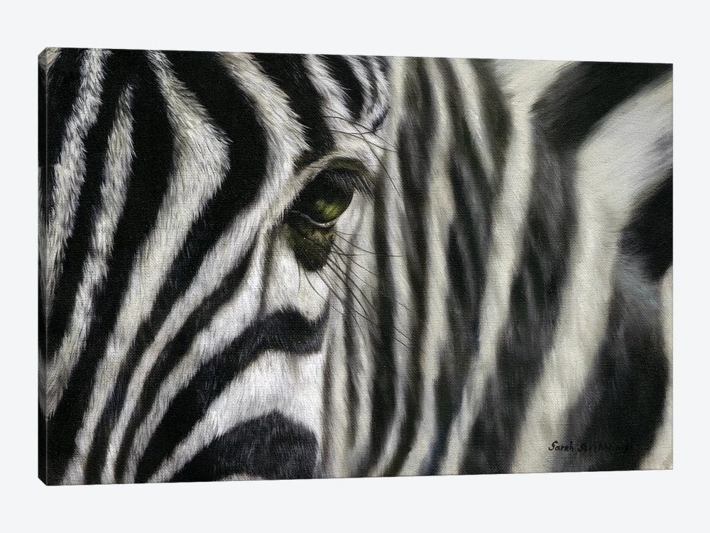 Zebra I by Sarah Stribbling 1-piece Canvas Artwork
