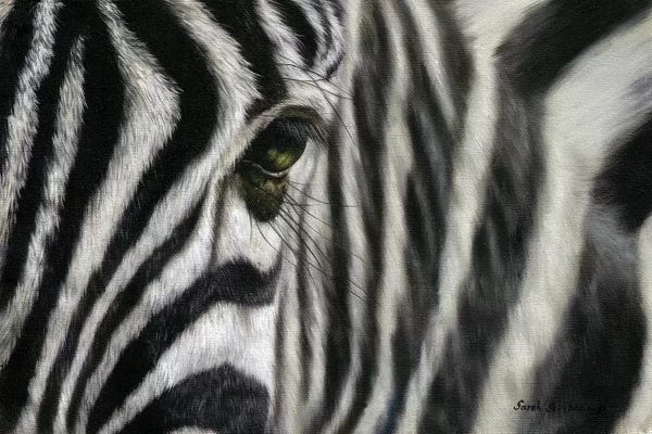 Zebras: Zebra I by Sarah Stribbling