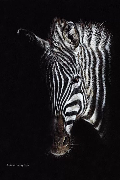 Zebra Black I