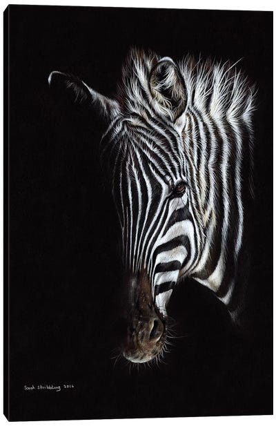 Zebra Black I Canvas Art Print - Sarah Stribbling