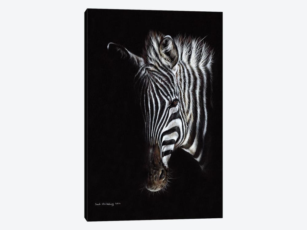 Zebra Black I by Sarah Stribbling 1-piece Canvas Print