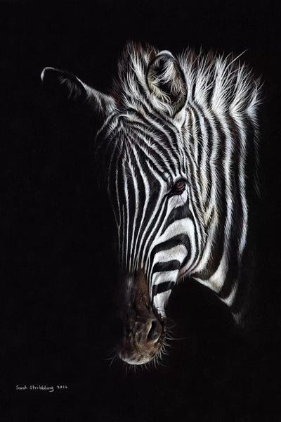 Zebras: Zebra Black I by Sarah Stribbling