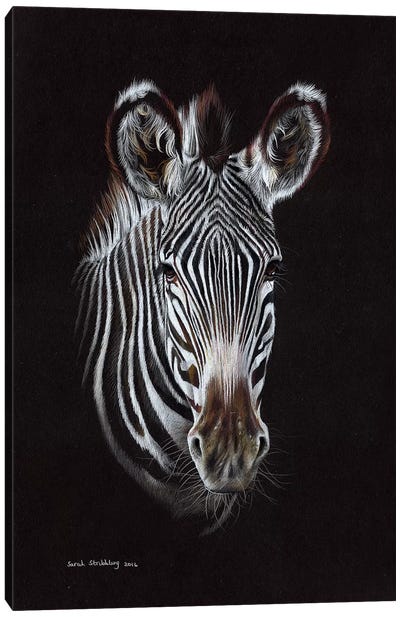 Zebra II Canvas Art Print - Sarah Stribbling