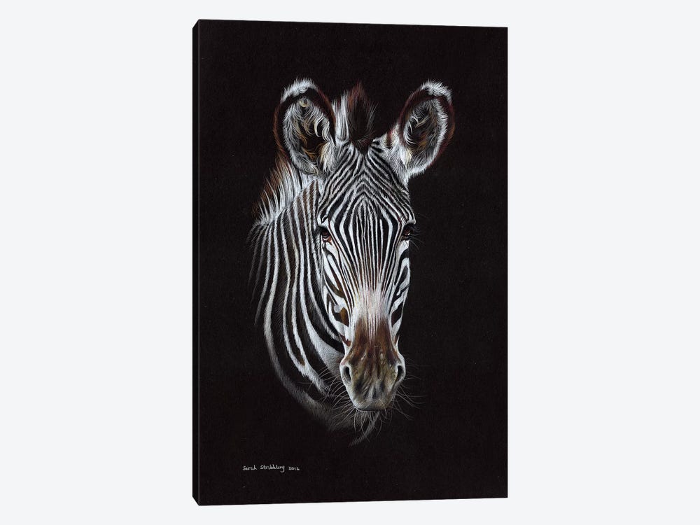 Zebra II by Sarah Stribbling 1-piece Canvas Art